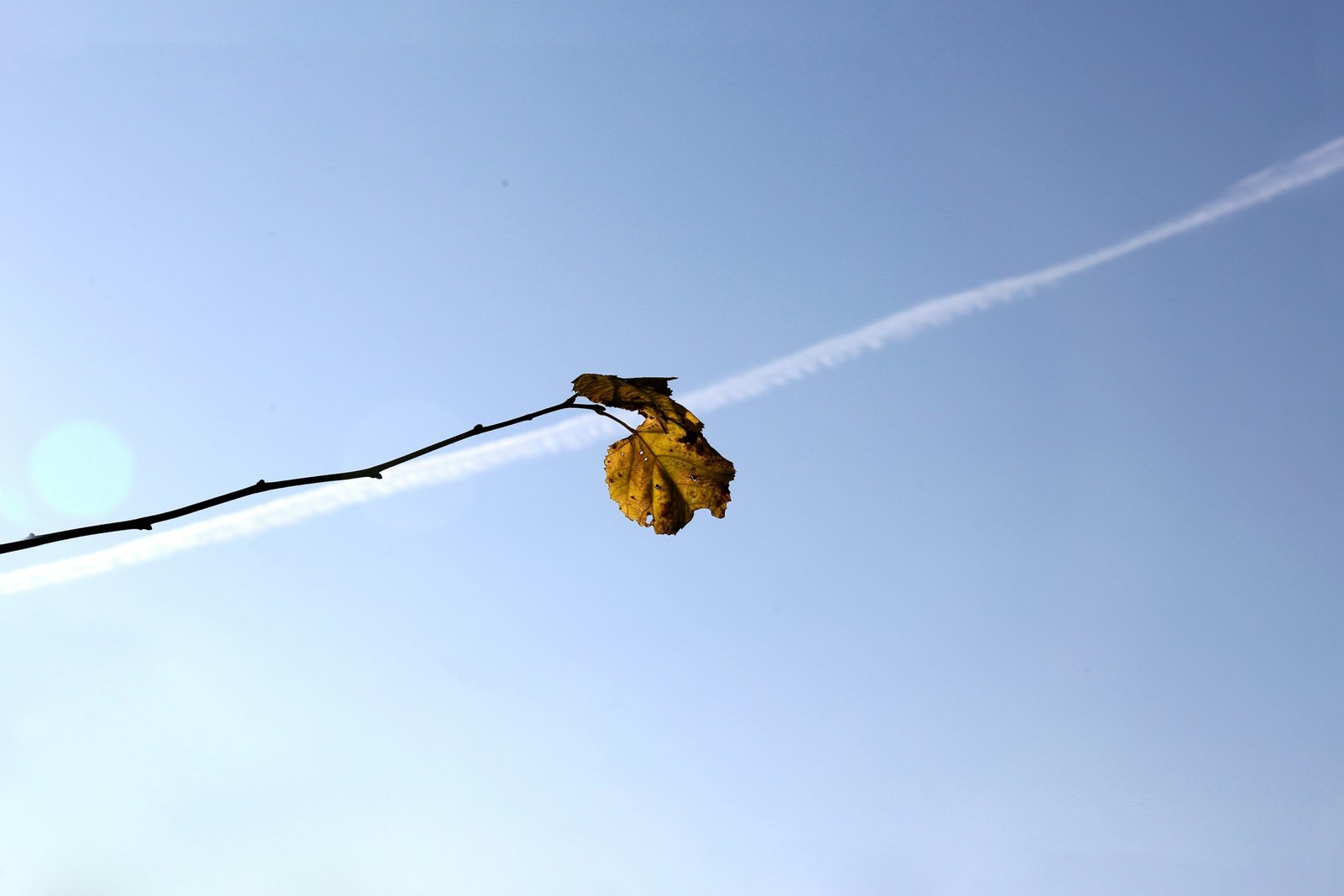 brown dried leaf on brown stem